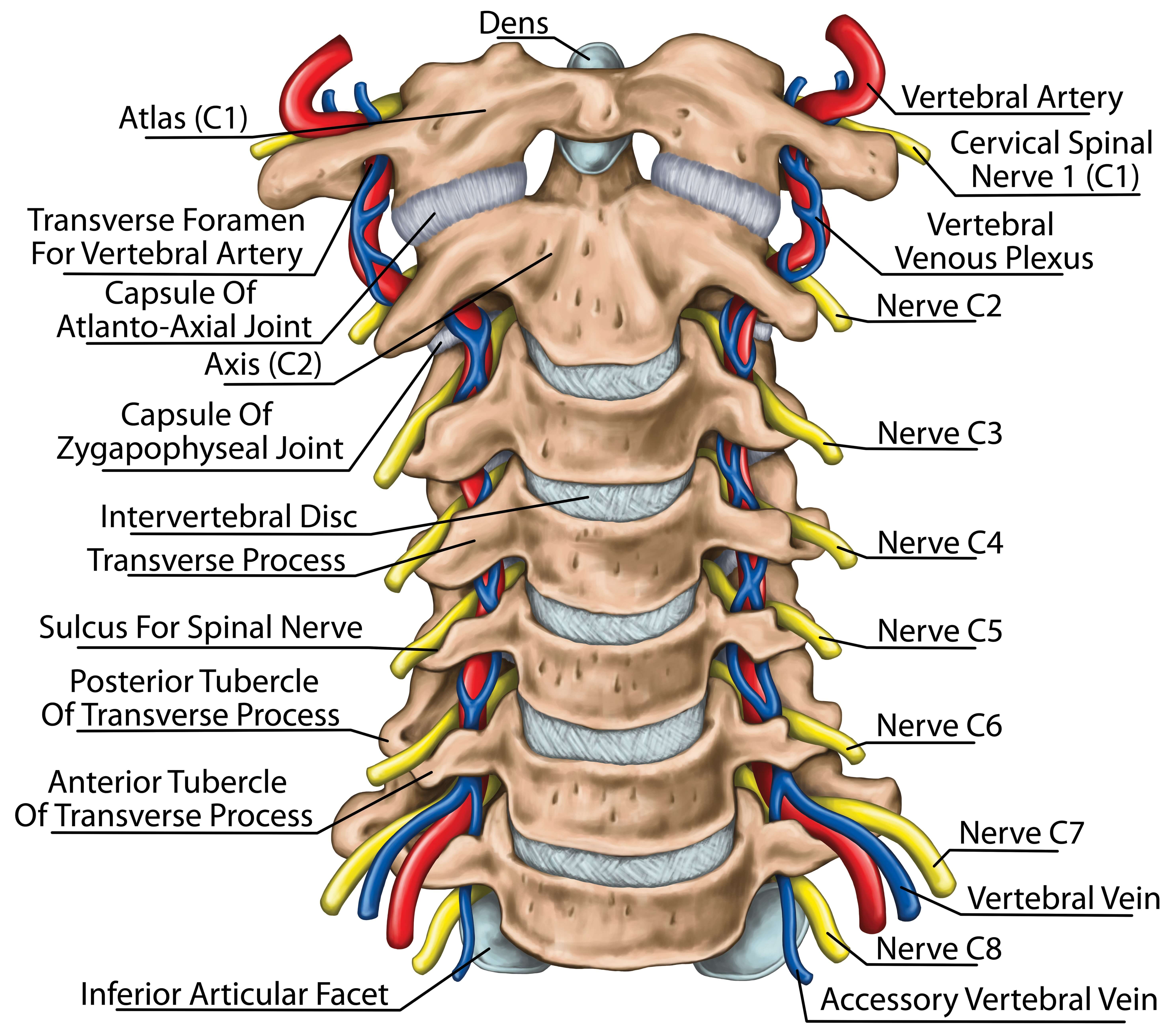 what is subluxation of spine